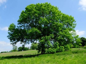 Магические свойства деревьев и обереги из них 26-ash-tree-alamy-300x225