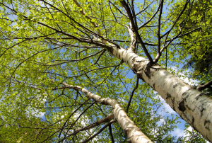 Магические свойства деревьев и обереги из них Birch-resized-600-300x202