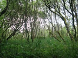 Магические свойства деревьев и обереги из них Wet-woodland-300x225