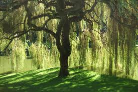 Магические свойства деревьев и обереги из них Willow-tree1